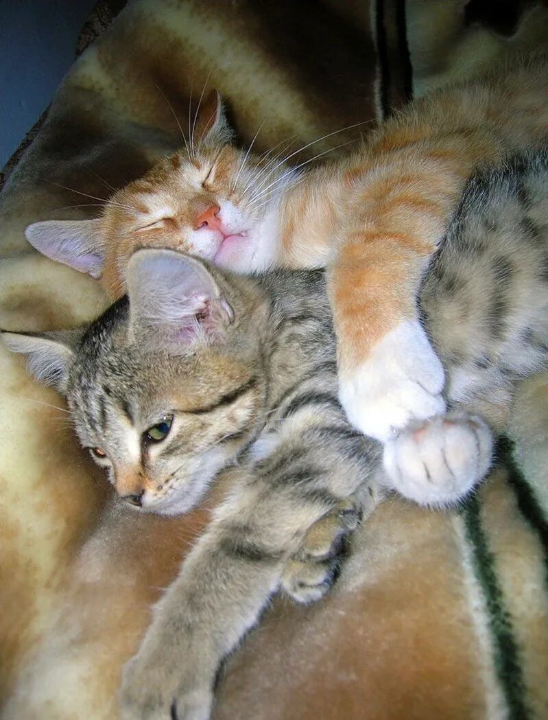 Посмотрю в твои глаза крепко обниму тебя. Кошки обнимашки. Любимый кот. Кошки любовь. Коты обнимаются.