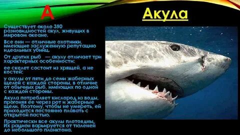 Характерные признаки акул