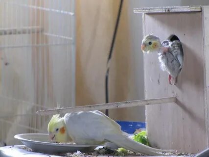Размножение корелл