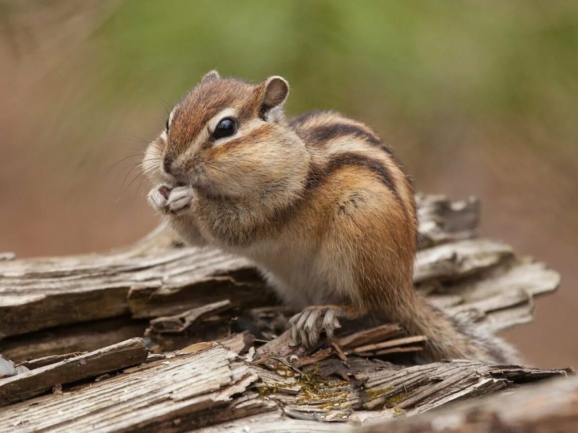 Азиатский бурундук. Азиатский сибирский бурундук. Азиатский бурундук. Азиатский сибирский бурундук. Сибирский бурундук.