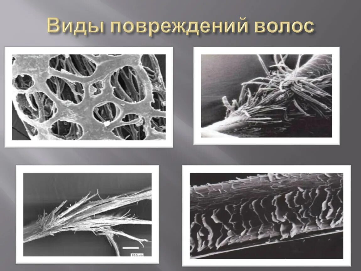 Строение волоса под микроскопом. Здоровый и поврежденный волос под микроскопом. Здоровый волос под микроскопом.