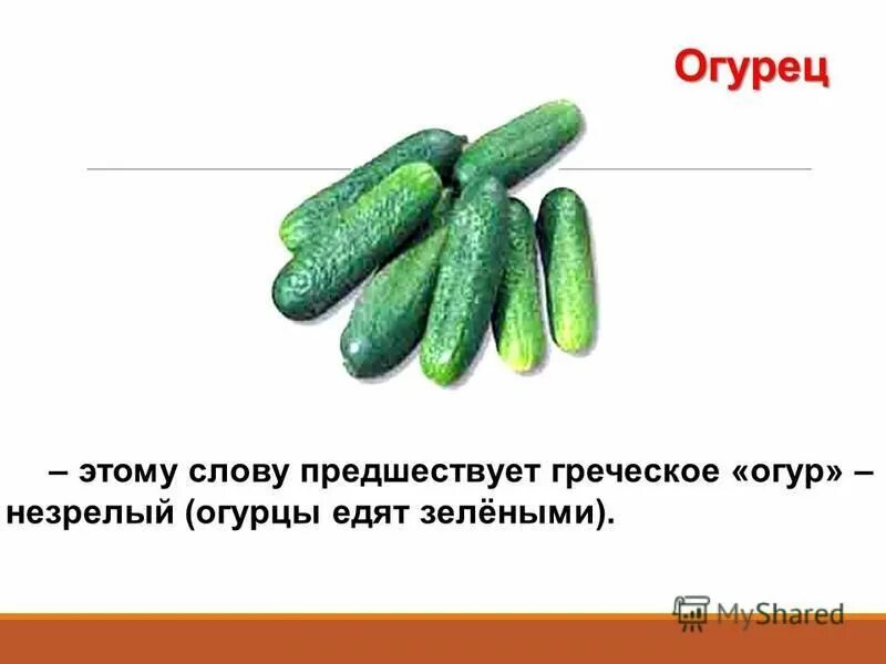 Огурцов окончание. Происхождение слова огурец. Происхождение огурца. Сообщение о огурце. Слово огурец произошло.