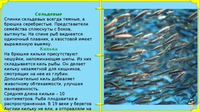 Почему численность промысловых рыб. Семейство сельдевых. Промысловые рыбы их использование и охрана. Защита промысловых рыб. Семейства промысловых рыб презентация.