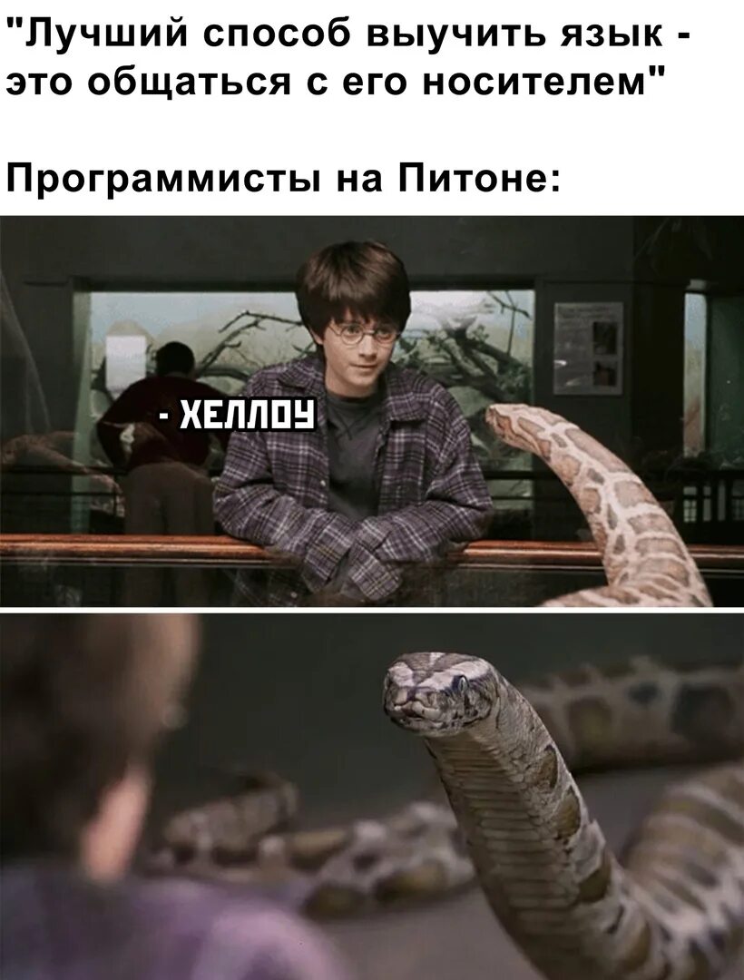 Лучшие способы выучить язык. Питон программирование мем. лучший способ выучить язык. мемы про питон. лучший способ выучить язык это общаться с его носителем.