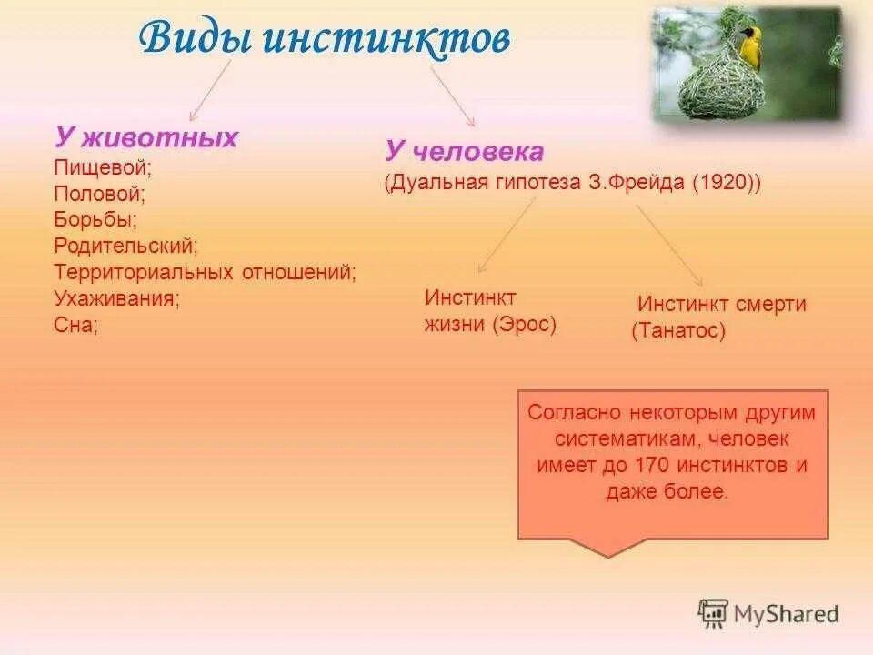 Какой инстинкт является основным. Инстинкты животных перечень. Инстинкты животных примеры. Инстинкты человека список и животных. Примеры инстинктов у человека.