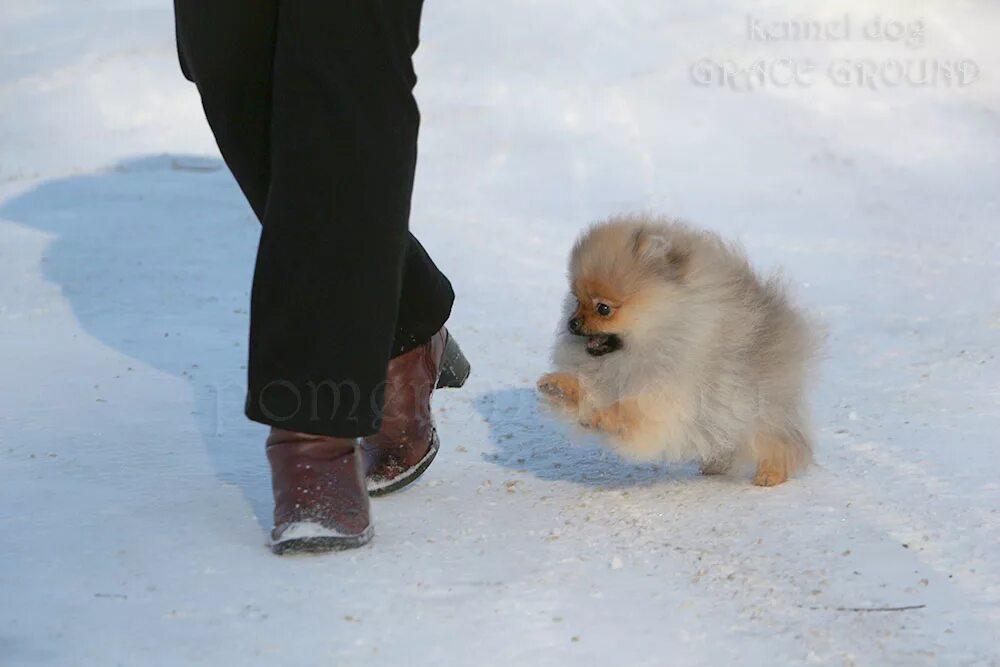 Померанский шпиц в одежде. Одевают ли шпицев зимой. Мокрый шпиц. Шпиц на прогулке. Померанский шпиц зимой рыжий.