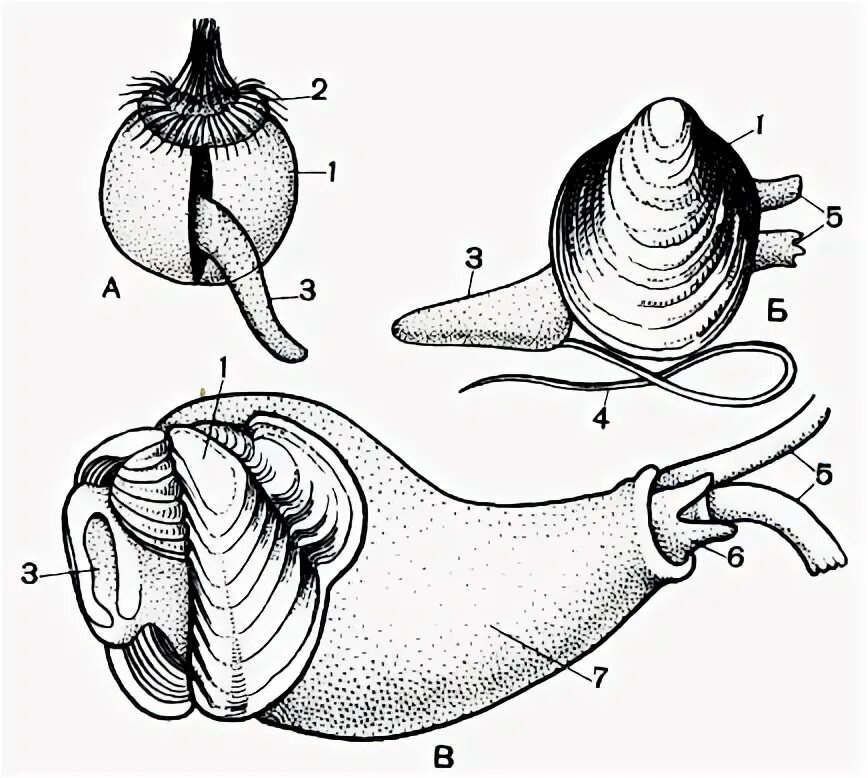 Моллюски стадии развития. Строение личинки моллюска. Свободноплавающая личинка стадия. Личинки плоских червей. Свободноплавающая личинка.