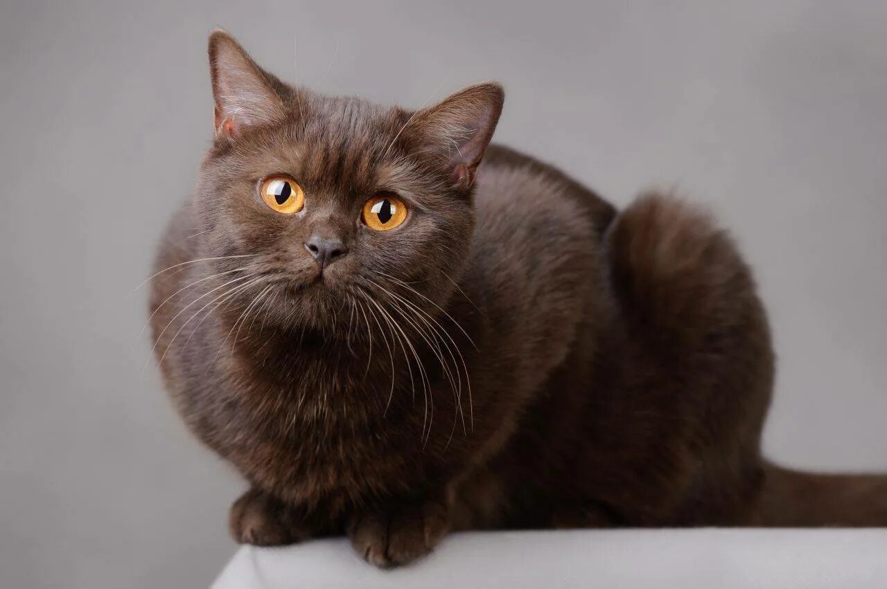 Британский Шортхэйр коричневый. Шоколадный британец кот. Британская короткошерстная кошка порода шоколад. Британская короткошёрстная кошка шоколадная. Кошка коричневая короткошерстная