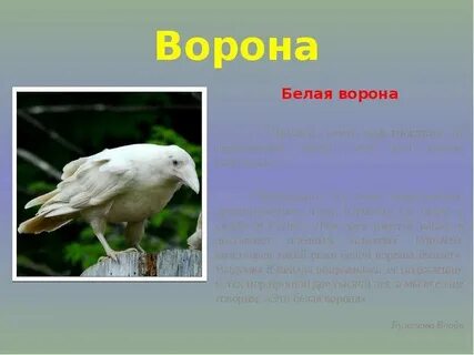 Быть белой вороной значение