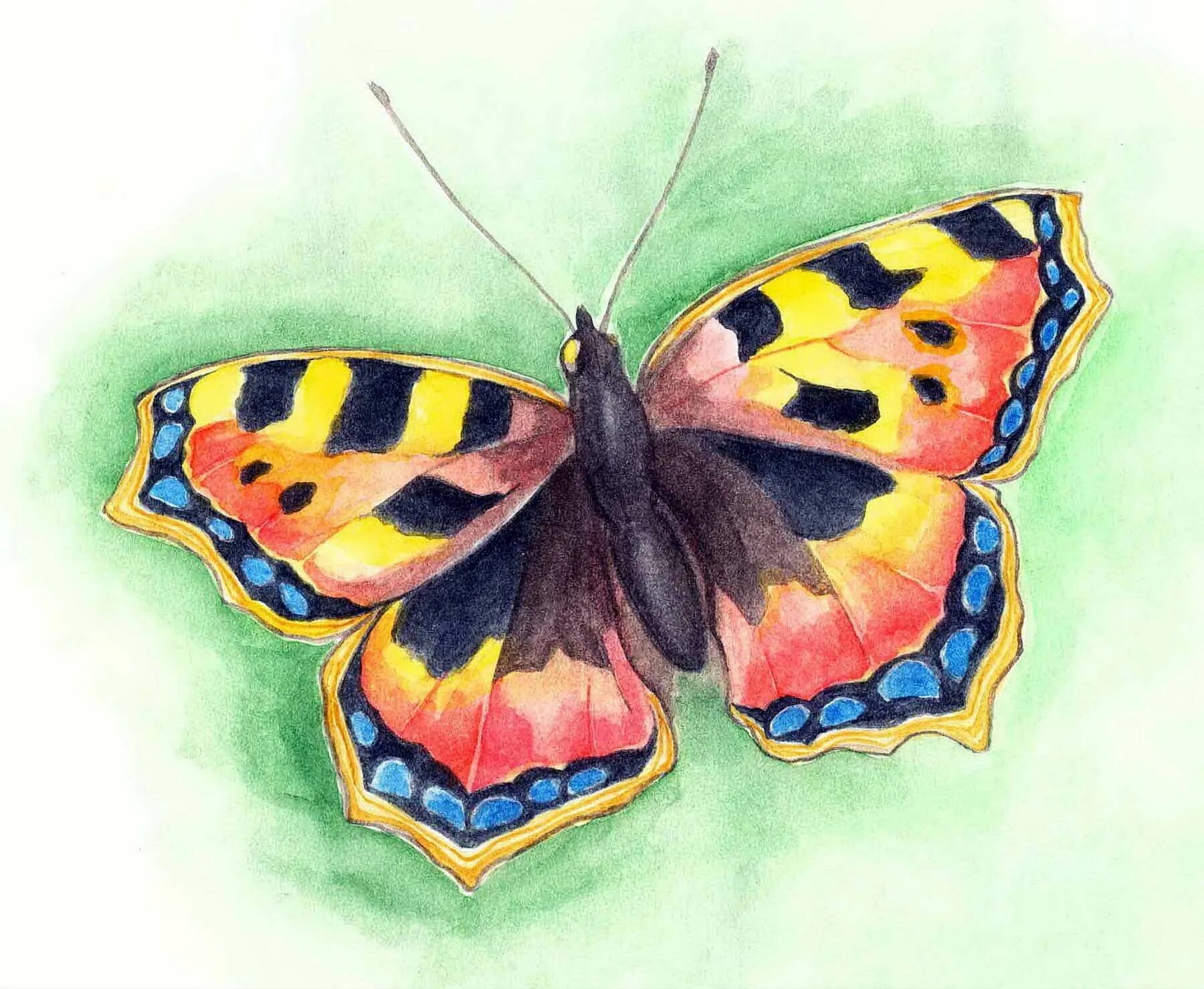 Бабочка рисунок. Разноцветные бабочки. Рисование бабочки. Бабочка цветными карандашами.