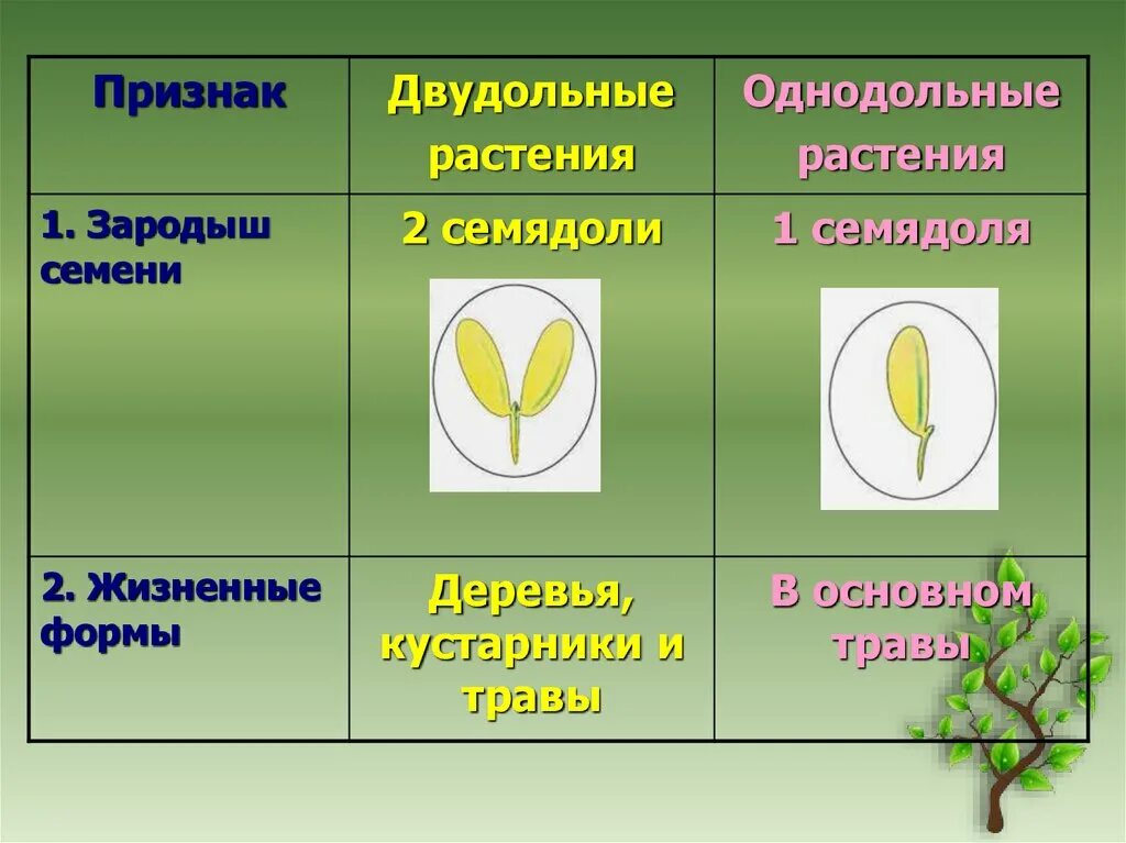 Тест биология однодольные и двудольные. Биология 6 класс Однодольные и двудольные. Однодольные и двудольные растения 6 класс биология. Зародыш семени у однодольных и двудольных. Однодольные 2) двудольные.