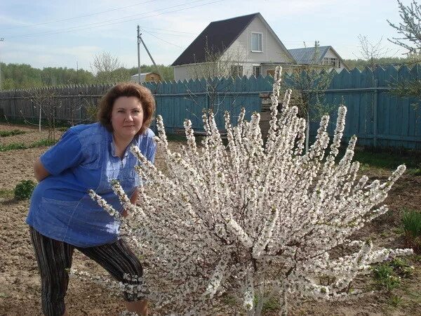 Можно ли сажать вербу. Войлочная вишня куст. Войлочная вишня весной. Войлочная вишня посадка. Войлочная вишня на даче.