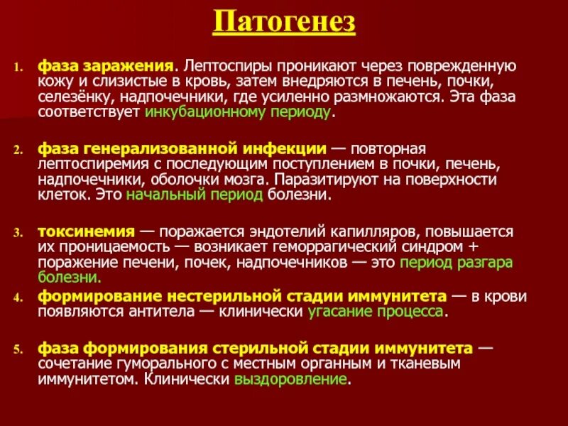 Лептоспироз этиология эпидемиология. Звенья патогенеза лептоспироза. Фазы патогенеза лептоспироза. Лептоспироз патогенез