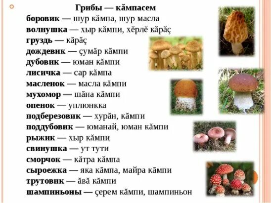Слово гриб. Название грибов на чувашском языке. Название грибов на чувашском. Грибы грибы на чувашском языке. Название грибов на чувашском языке с переводом.