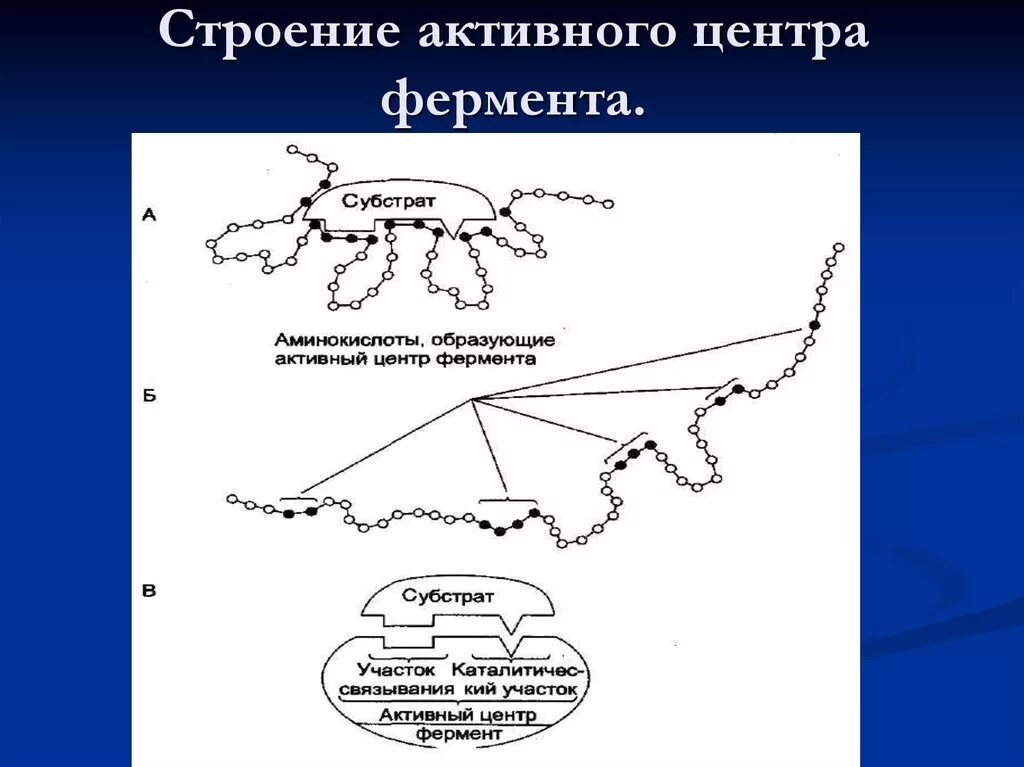 Строение активного центра ферментов. Строение активного центра простых и сложных ферментов. Строение активного центра биохимия. Структура активного центра фермента.