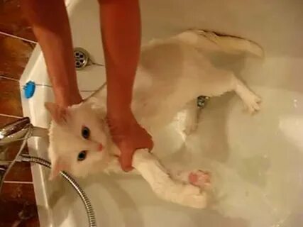Как часто можно мыть котенка шампунем