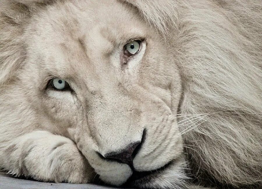 Картинки белого льва
