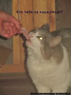 Потянул язык