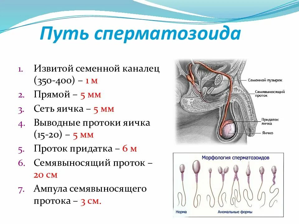 Что такое мужской пол. Путь сперматозоида анатомия. Движение сперматозоидов схема. Путь перемещения сперматозоидов. Пути выведения сперматозоидов схема.