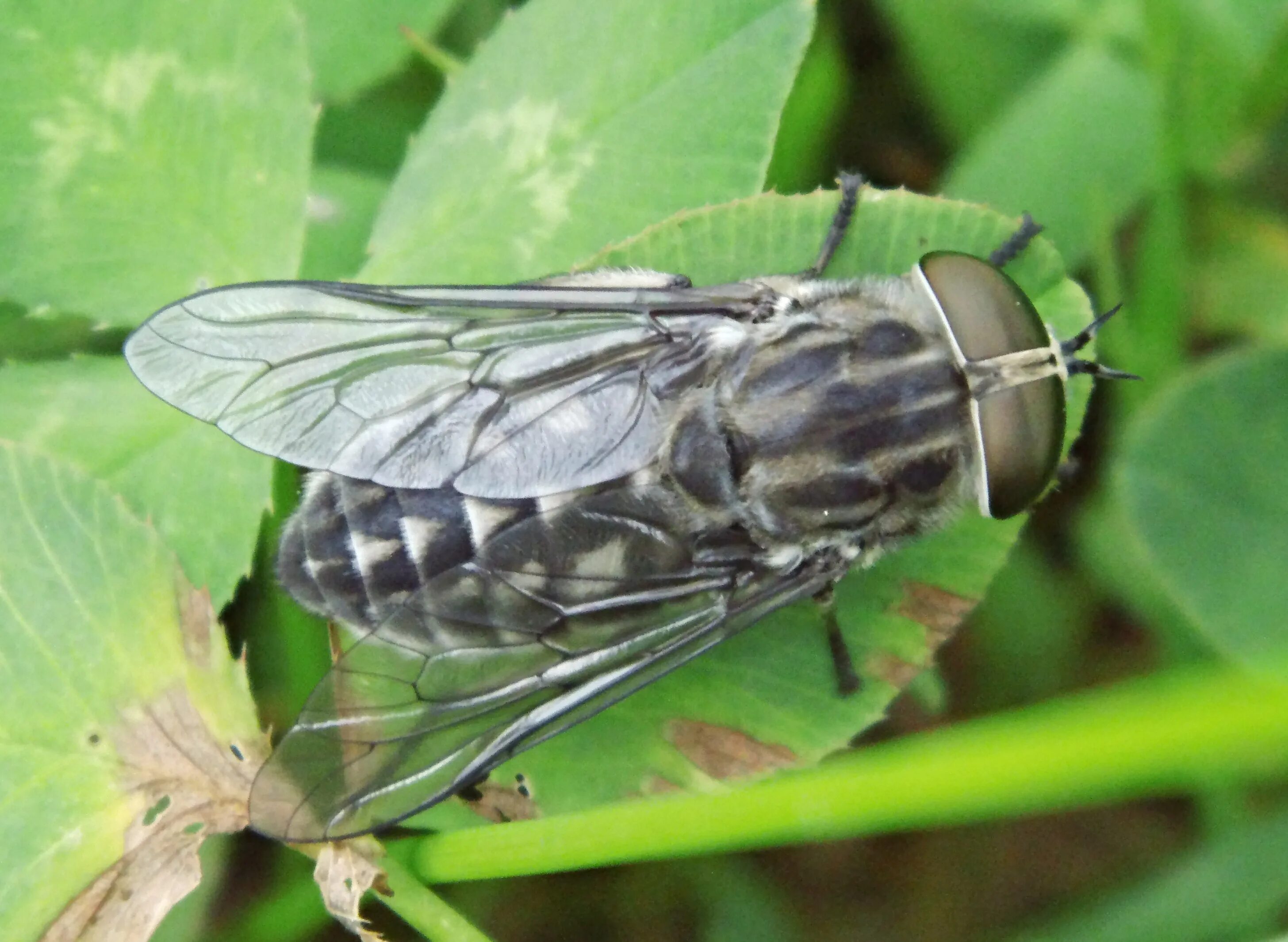 Слепень Tabanus chrysurus. Слепень Сибирский. Слепень полевой. Слепень стелс.