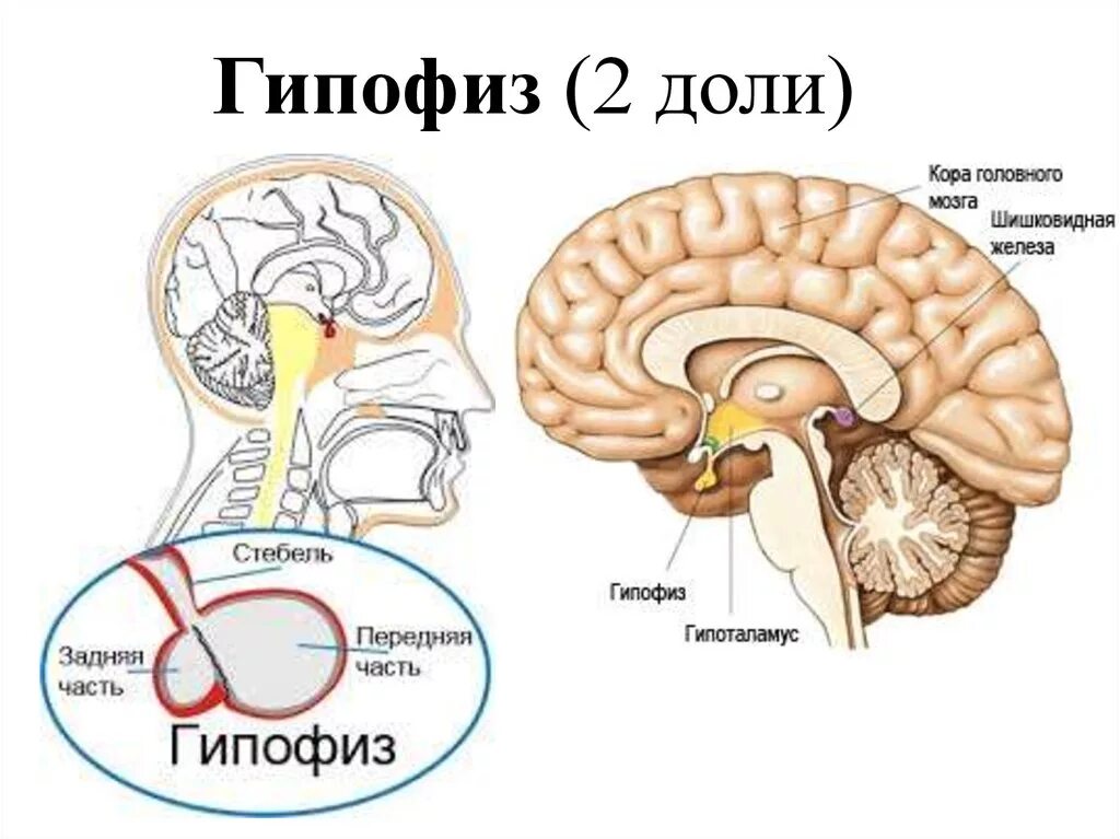 Место гипофиза