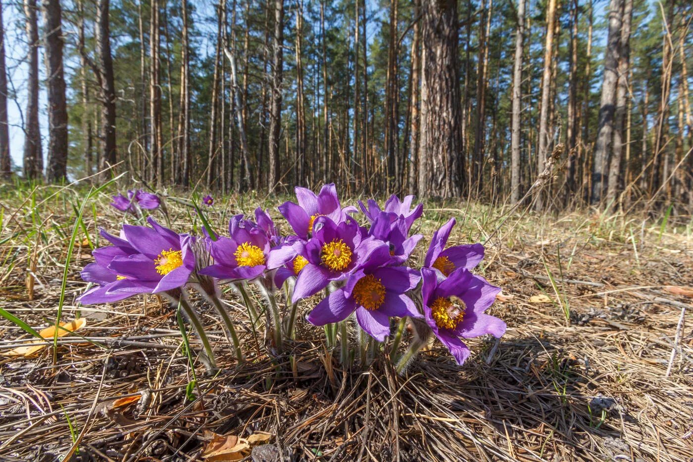 Прострел весенний сон-трава. Подснежник прострел весенний. Подснежник сон трава прострел. Прострел обыкновенный Прима. Первоцветы беларуси