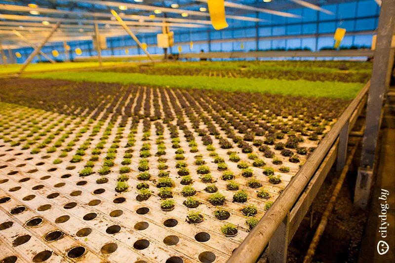 Парниково-тепличный комбинат минск. Минский парниково-тепличный комбинат официальный сайт. Минский тепличный комбинат. Тепличный комбинат мачулищи, беларусь, минск. Минский тепличный комбинат.