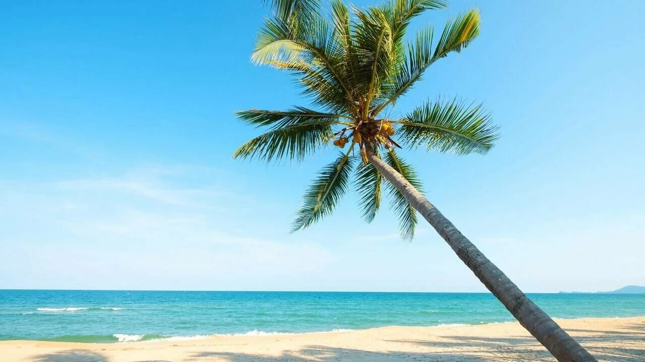 Море пляж пальмы. Sea palms. Парадиз остров карибского моря. Sea palms. Sea palms.