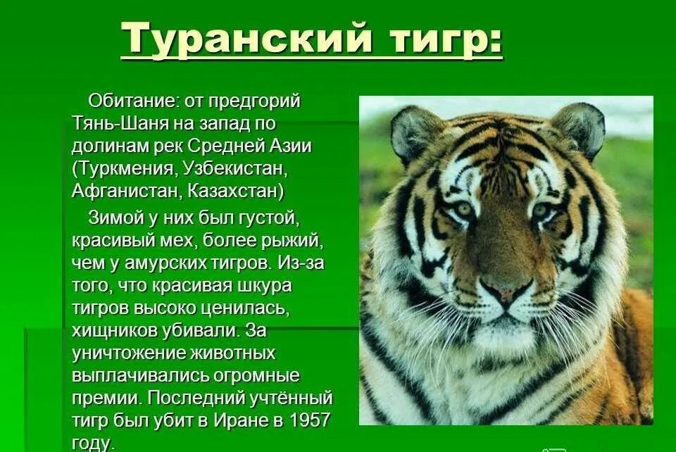 Туранский тигр красная книга. Туранский тигр описание. Амурский тигр красная книга. Животные красной книги Амурский тигр. Информация про тигра