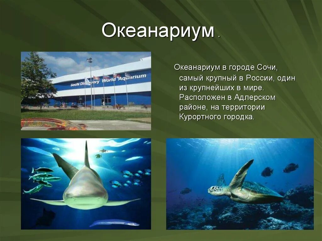 Презентация на тему океанариум. Презентация путешествие в океанариум. Проект на тему океанариум.