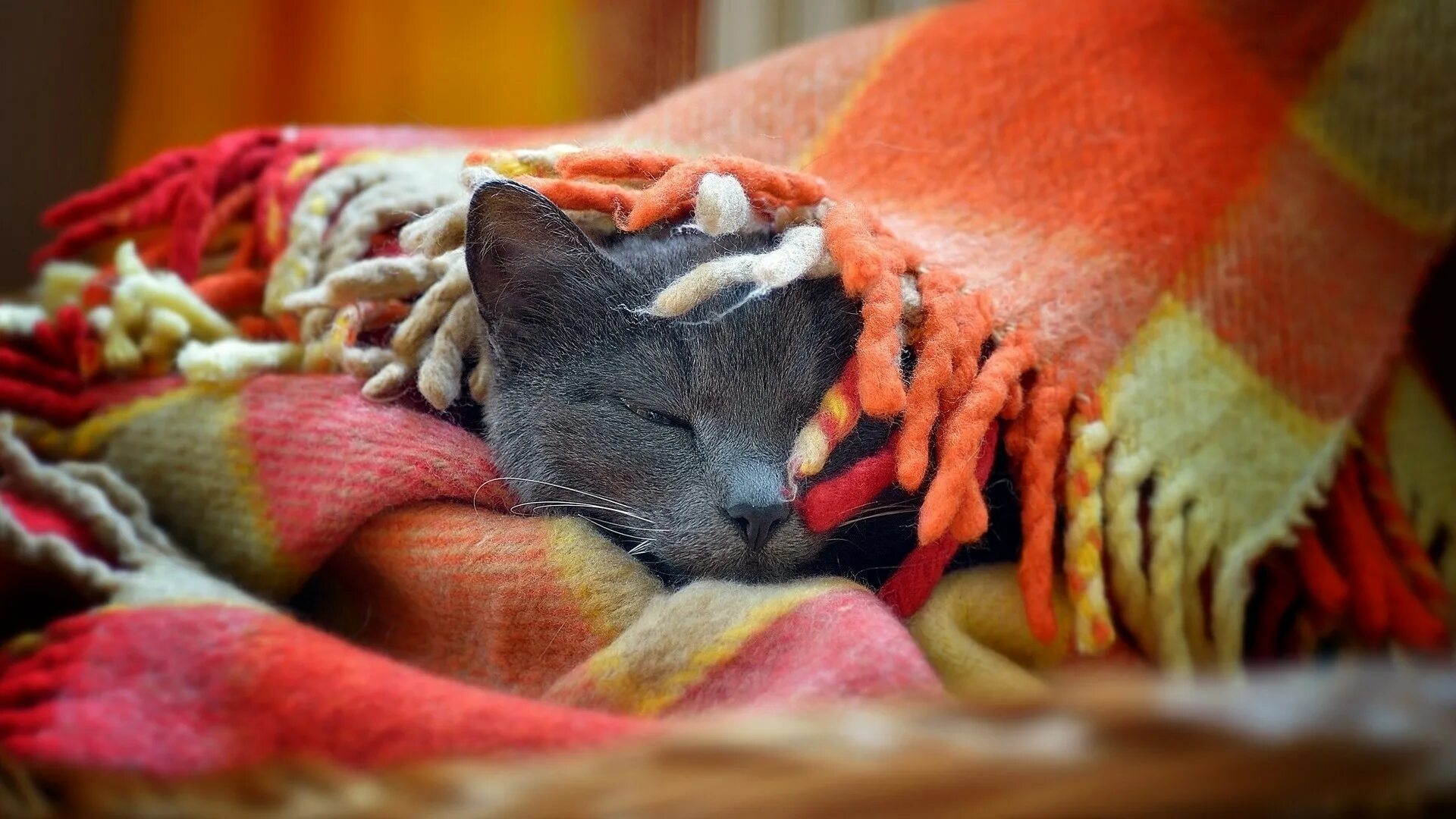 Под пледом. Котик под пледом. кот в пледе. укутаться в плед. осенний плед.