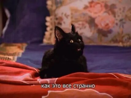 Черный говорящий кот