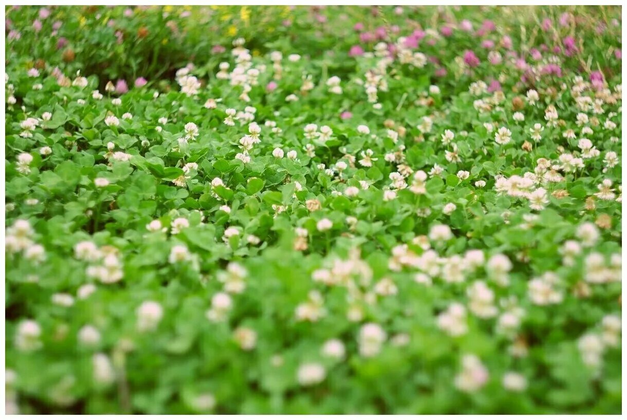 Клевер луговой газон. Газон с маргаритками. Белый газон. Посевной газон белый клевер. Газон клевер белый ползучий.