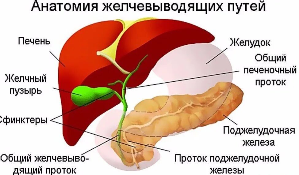 Строение желчного пузыря и желчевыводящих путей. Желчный пузырь анатомия человека. анатомия желчного пузыря и желчевыводящих. анатомия желчного пузыря и протоков. печень, желчный пузырь, поджелудочная железа анатомия строение.