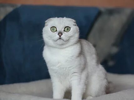 Шотландская вислоухая шиншилла