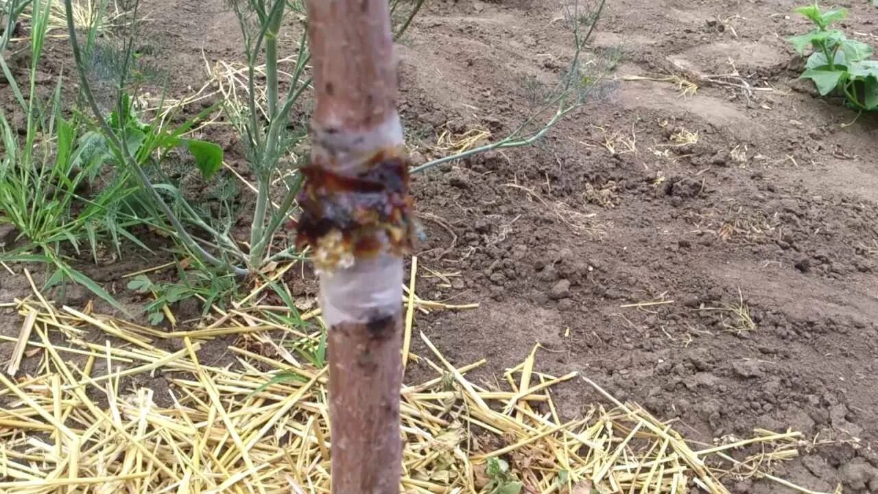 Ловушки для муравьев на плодовых деревьях. Защита яблони от муравьев и тли. Средство от тли и муравьев на огороде. Средство от тли и муравьев на деревьях.