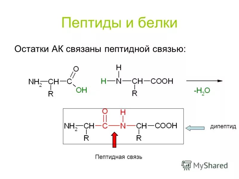 Полипептид это белок. Пептиды полипептиды белки. Понятие о пептидах и белках.