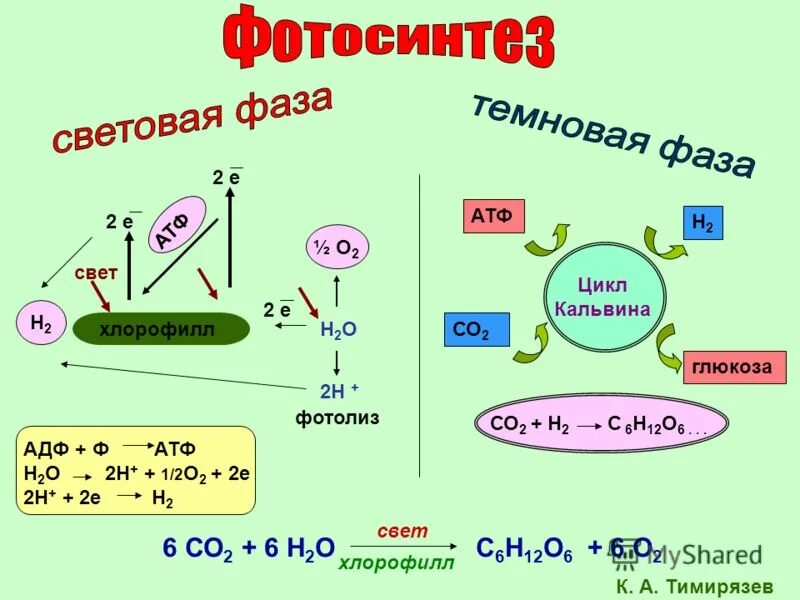 Атф н2о. Цикл Кальвина в фотосинтезе. Цикл Кальвина Глюкоза.