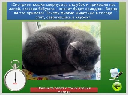Кошка массой 5 кг свернулась клубочком заняв
