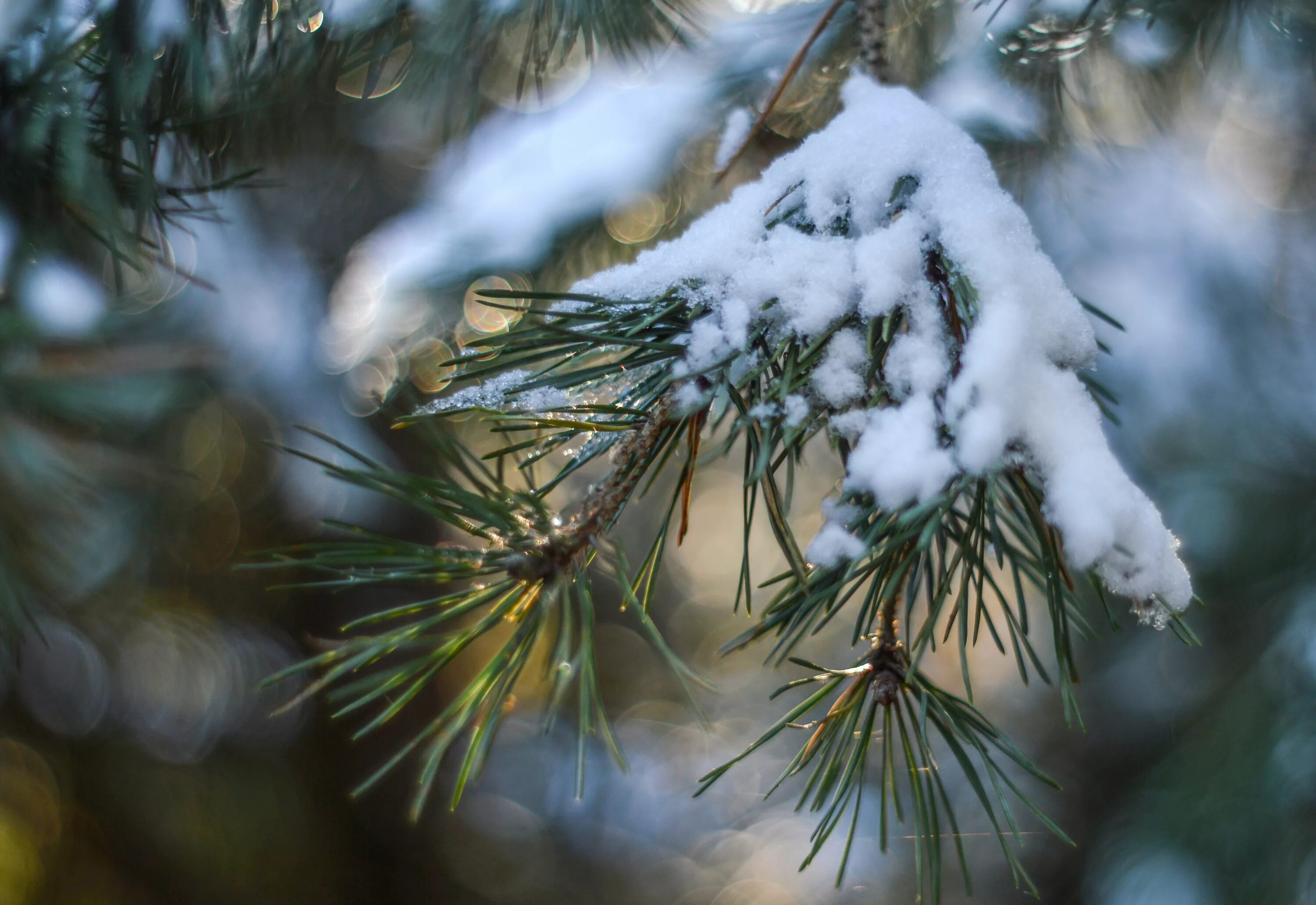 Снег лапы ели. Хвойные деревья в снегу. Сосновые ветки в снегу. Хвоя сосны зимой. Заснеженные ветки сосны.