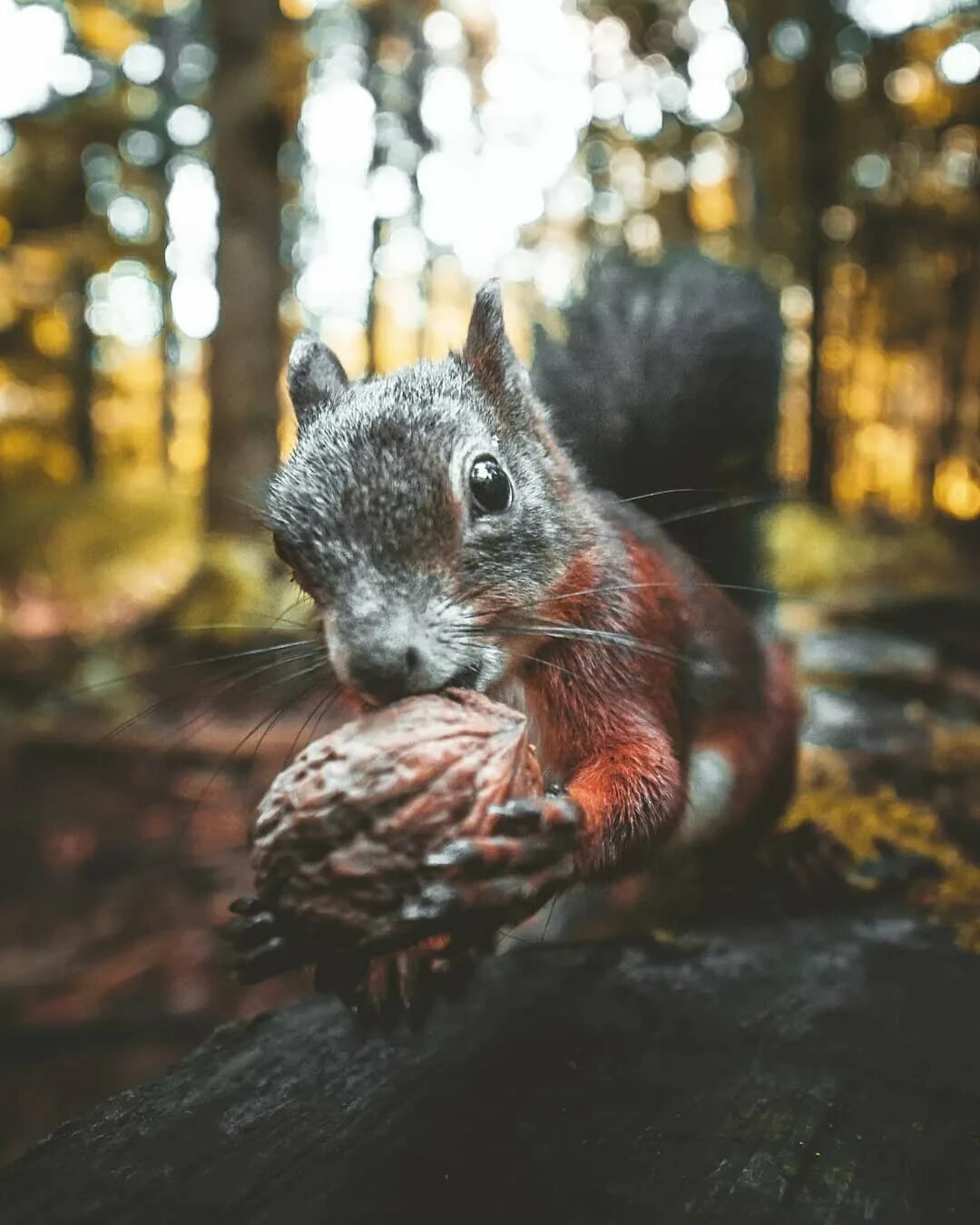 Sciurus vulgaris). Запасливая белка. Белка летом. Животные запасающие воду. Белка обыкновенная (лат.