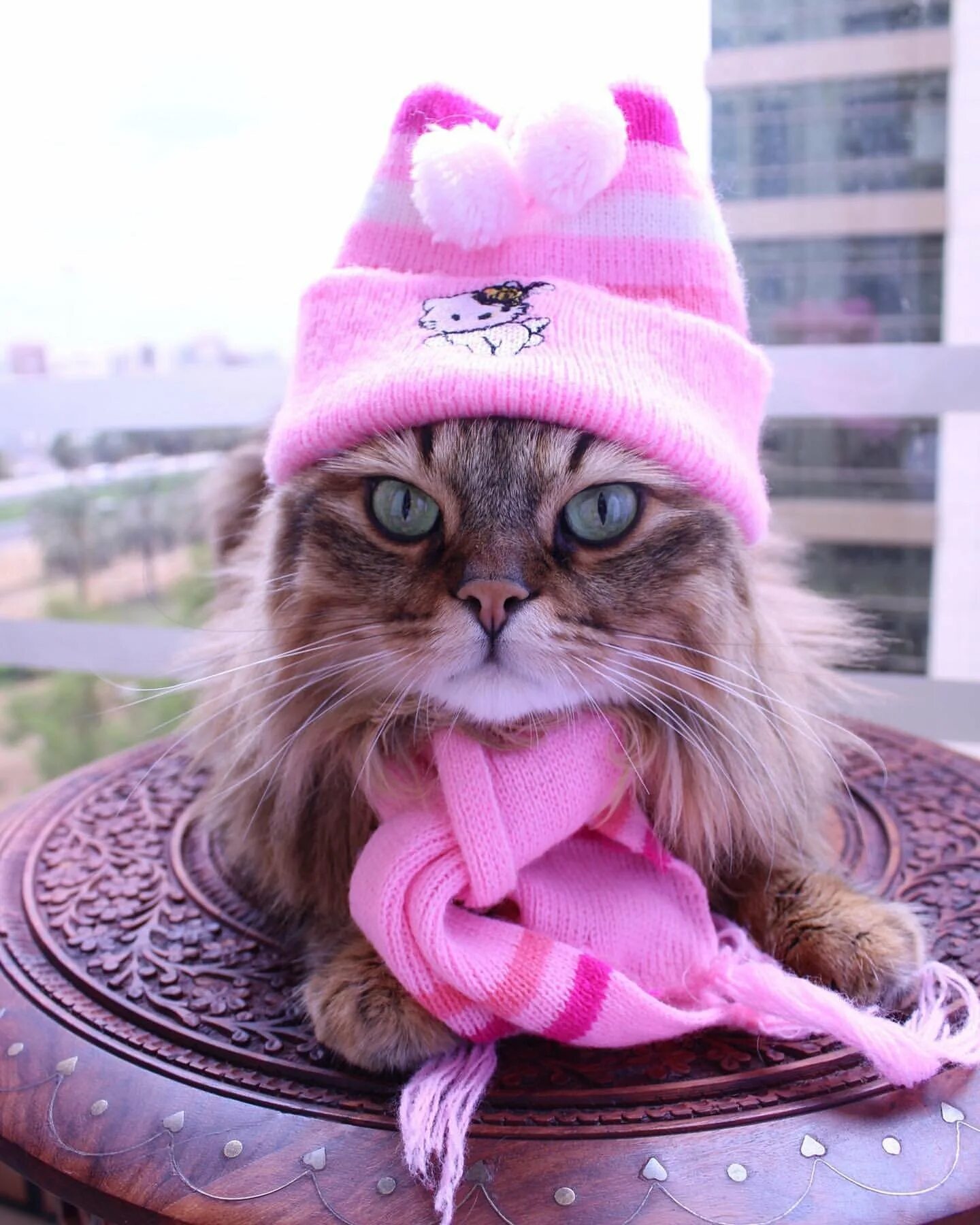 Кот в шапке. Шапка 'кошка'. Кот в розовой шапке. Кошечка в шапочке. Авы кис