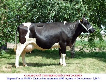 Описание черно пестрой породы