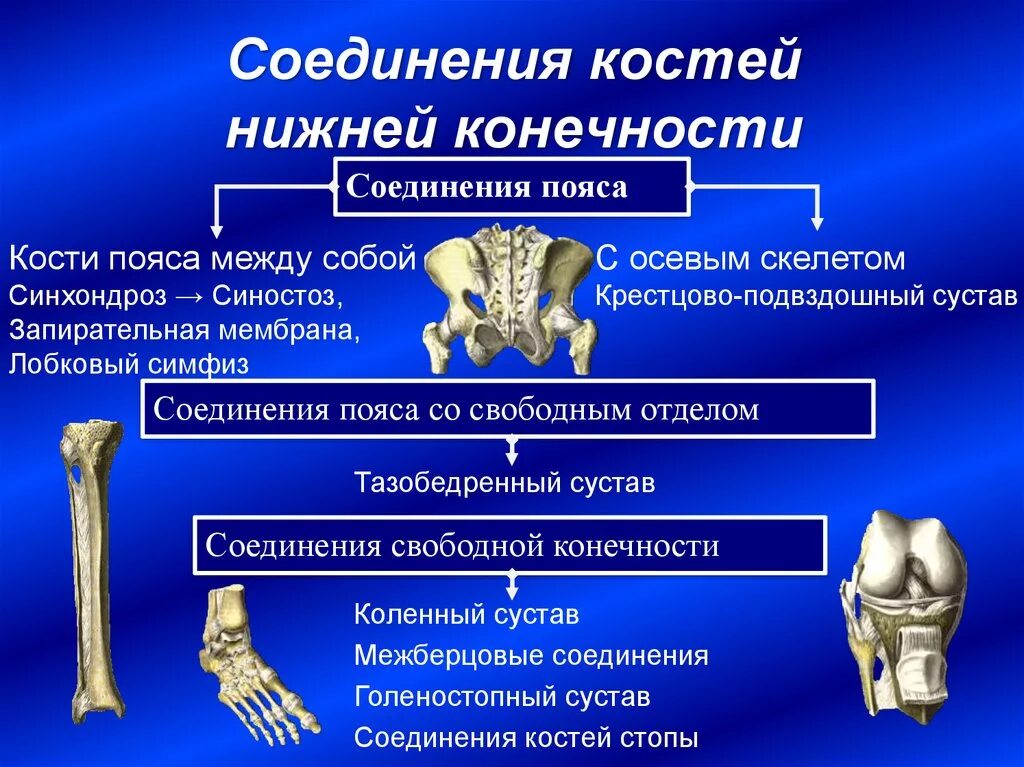 Структуры соединения костей пояса нижних конечностей. Тип соединения костей нижних конечностей. Кости и соединения свободной нижней конечности. Функциональная анатомия костей пояса нижней конечности. Функции движения суставов