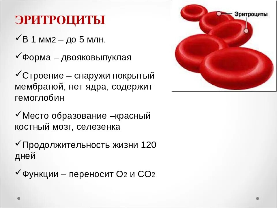 Эритроциты строение и функции. Форма строения эритроцитов человека. Эритроциты особенности строения и функции. Состав крови эритроциты функции. Гемоглобин образуется в результате