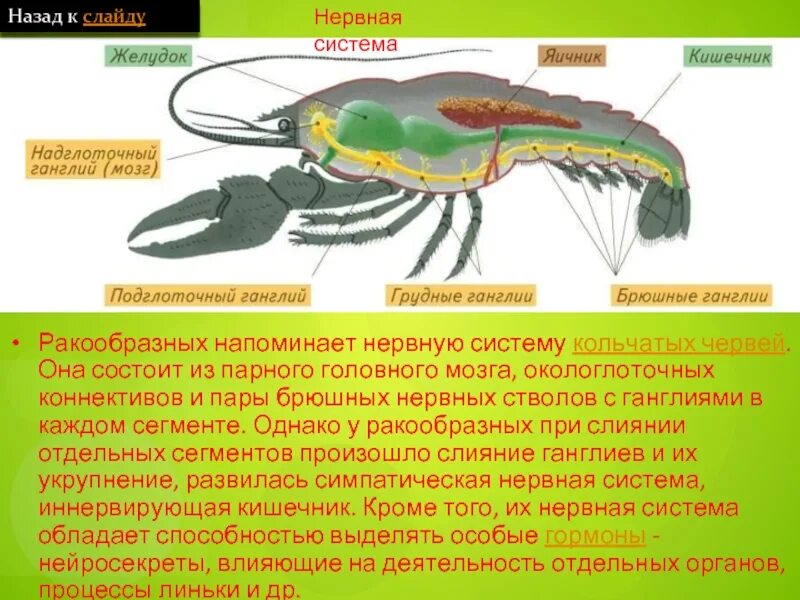 Нервная система ракообразных. Нервная система ракообразных кратко. Линьки у членистоногих. Линька ракообразных.