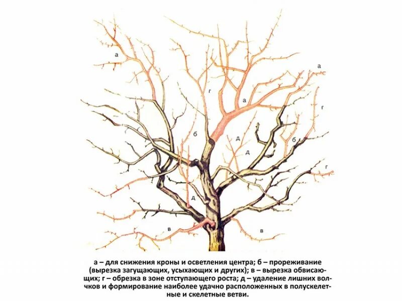 Схема обрезки плодовых деревьев весной. Схема обрезки плодовых деревьев осенью. Схема обрезки яблони весной. Омолаживающая обрезка плодовых деревьев. Омолаживание яблони.