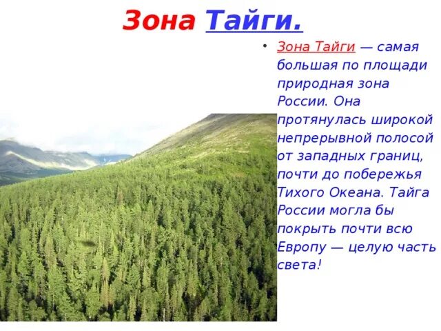 Где тайга занимает наибольшую площадь. Тайга природная зона. Природная зона России Тайга 5 класс. Природная зона тайги 8 класс география. Таежная зона России.