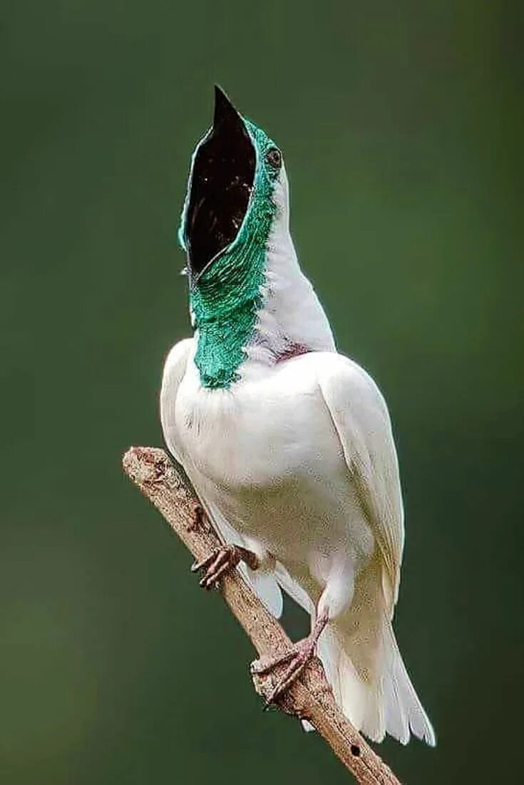White bellbird птица. Одноусый звонарь птица. Одноусый звонарь. White bellbird птица. Самые шумные птицы.