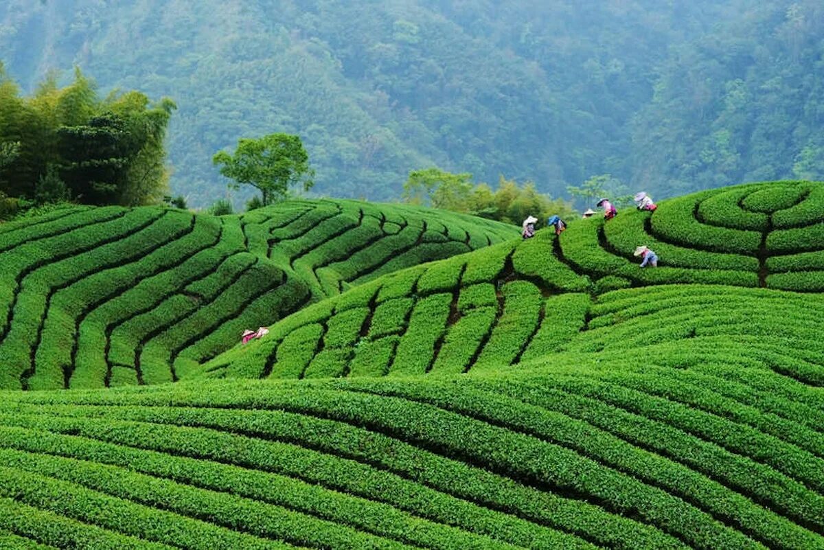 Лавандовое поле в японии. Ферганская долина рисовые поля. Сельское хозяйство японии в 18 веке. Италия мондины рисовые поля. Растениеводство японии.